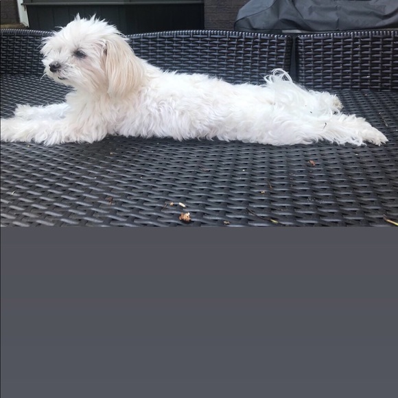 Meet your Posher, Lori Poshmark Ambassador - Picture 1 of 1